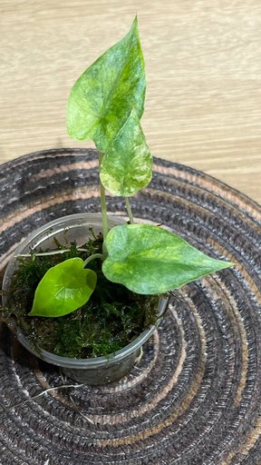 Дополнительное изображение