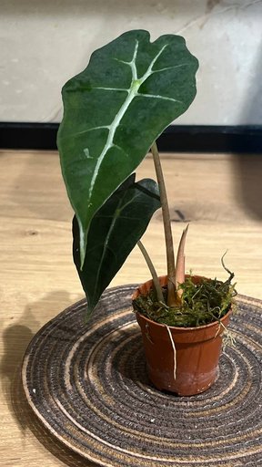 Дополнительное изображение