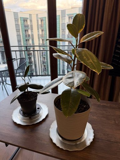 Дополнительное изображение