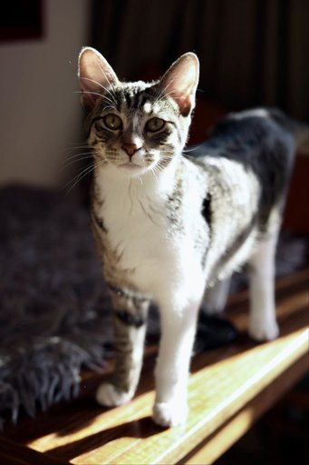 Дополнительное изображение