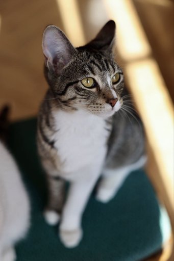 Дополнительное изображение