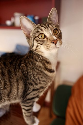 Дополнительное изображение