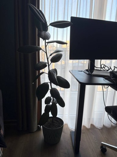 Фикус, размер с горшком 140 см