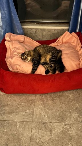 Ищем любящий дом для кошечки Алисы