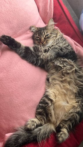 Дополнительное изображение