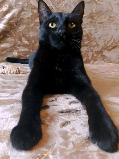 Ищу дом для кота Бегемота