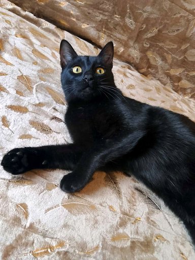 Дополнительное изображение