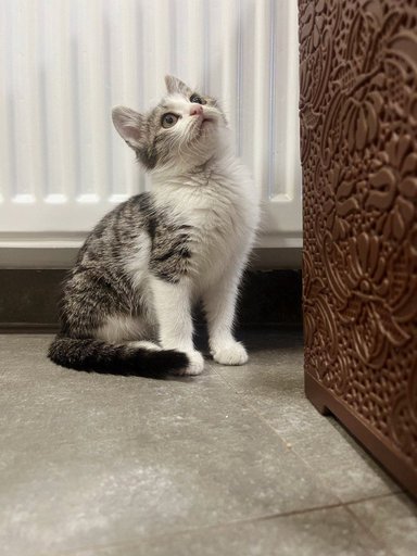 Дополнительное изображение