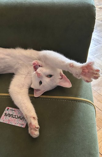 Дополнительное изображение