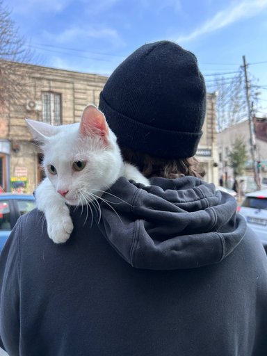 Дополнительное изображение