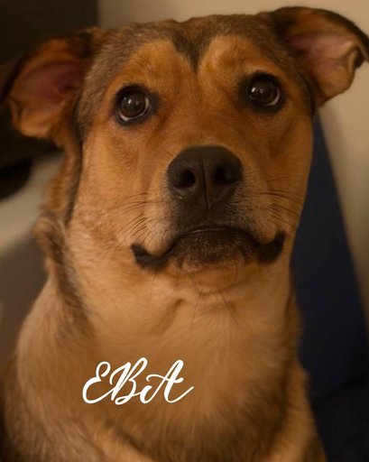 Ищем дом для Милы и Евы