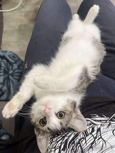 Дополнительное изображение