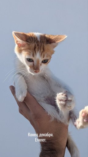 Дополнительное изображение