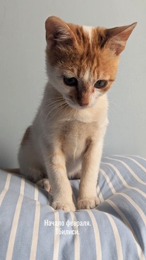 Дополнительное изображение