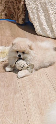 Девочка шпиц с отличной родословной