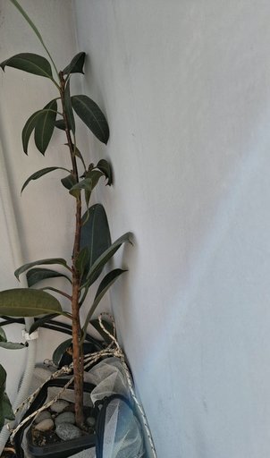 Традесканция