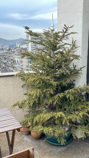 Елка с земляным комом