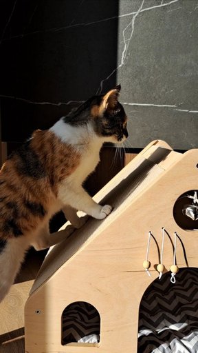 Домик для кота с игрушками