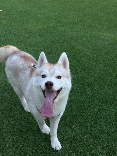 Хаски-лисенок, мальчик, 2,5 года