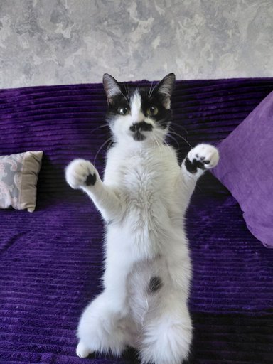 Дополнительное изображение