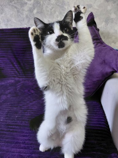 Дополнительное изображение