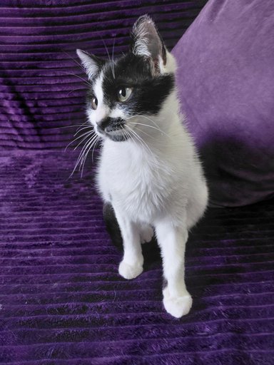 Дополнительное изображение