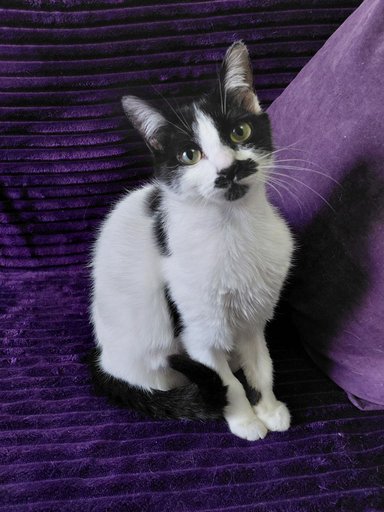 Дополнительное изображение