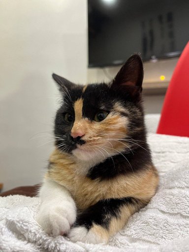 Дополнительное изображение