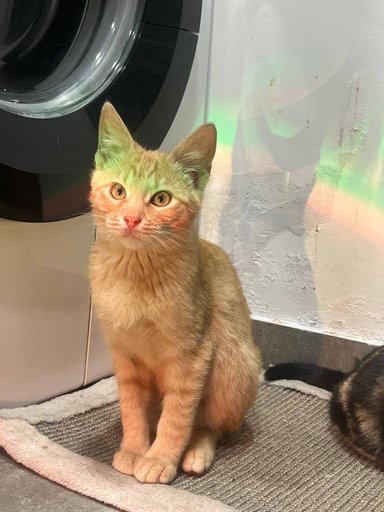 Дополнительное изображение