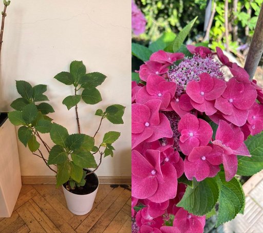 Дополнительное изображение