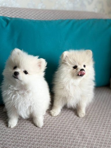 Два щенка шпица