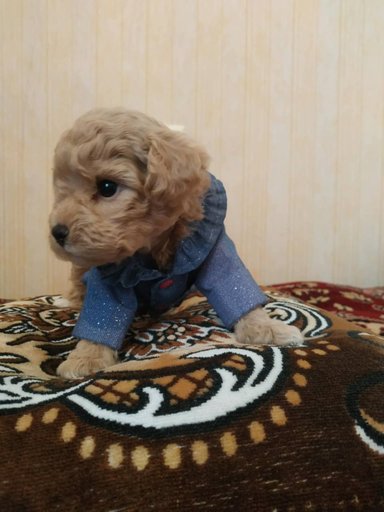 Щенок Пудель