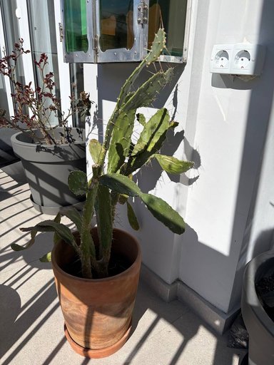 Взрослый, очень воспитанный кактус