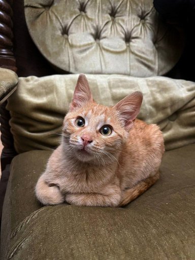 Котята ищут дом