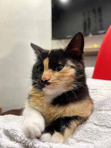 Дополнительное изображение